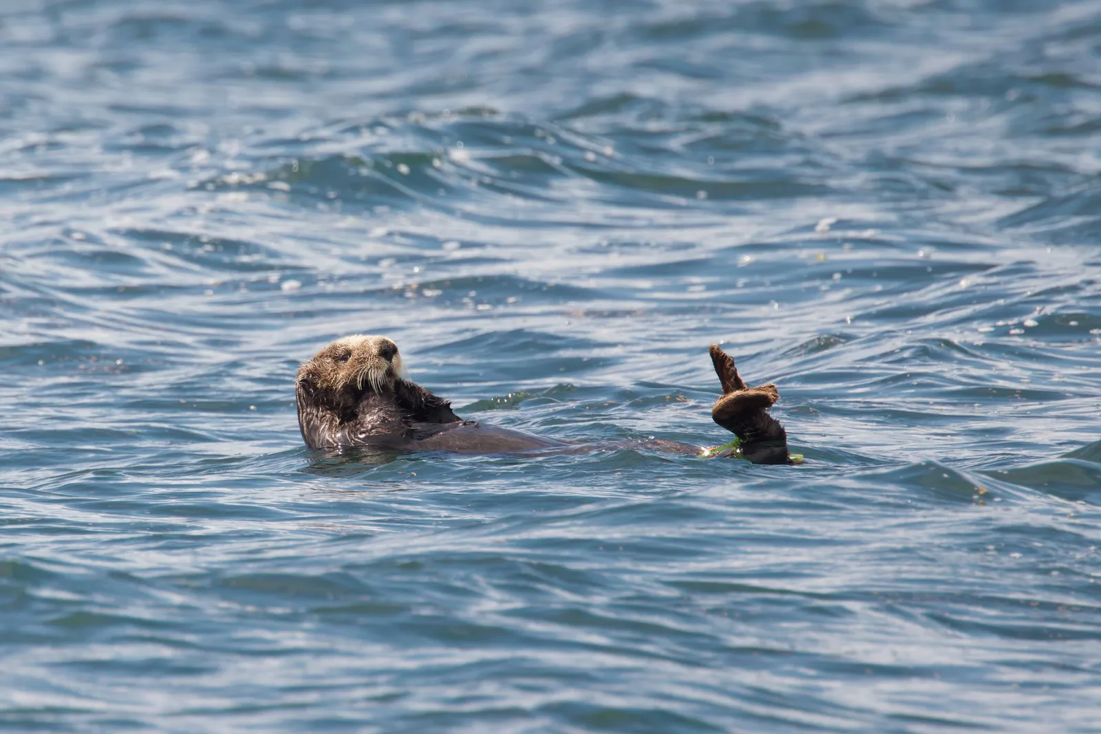 Sea otter floating comfortably on the ocean surface
