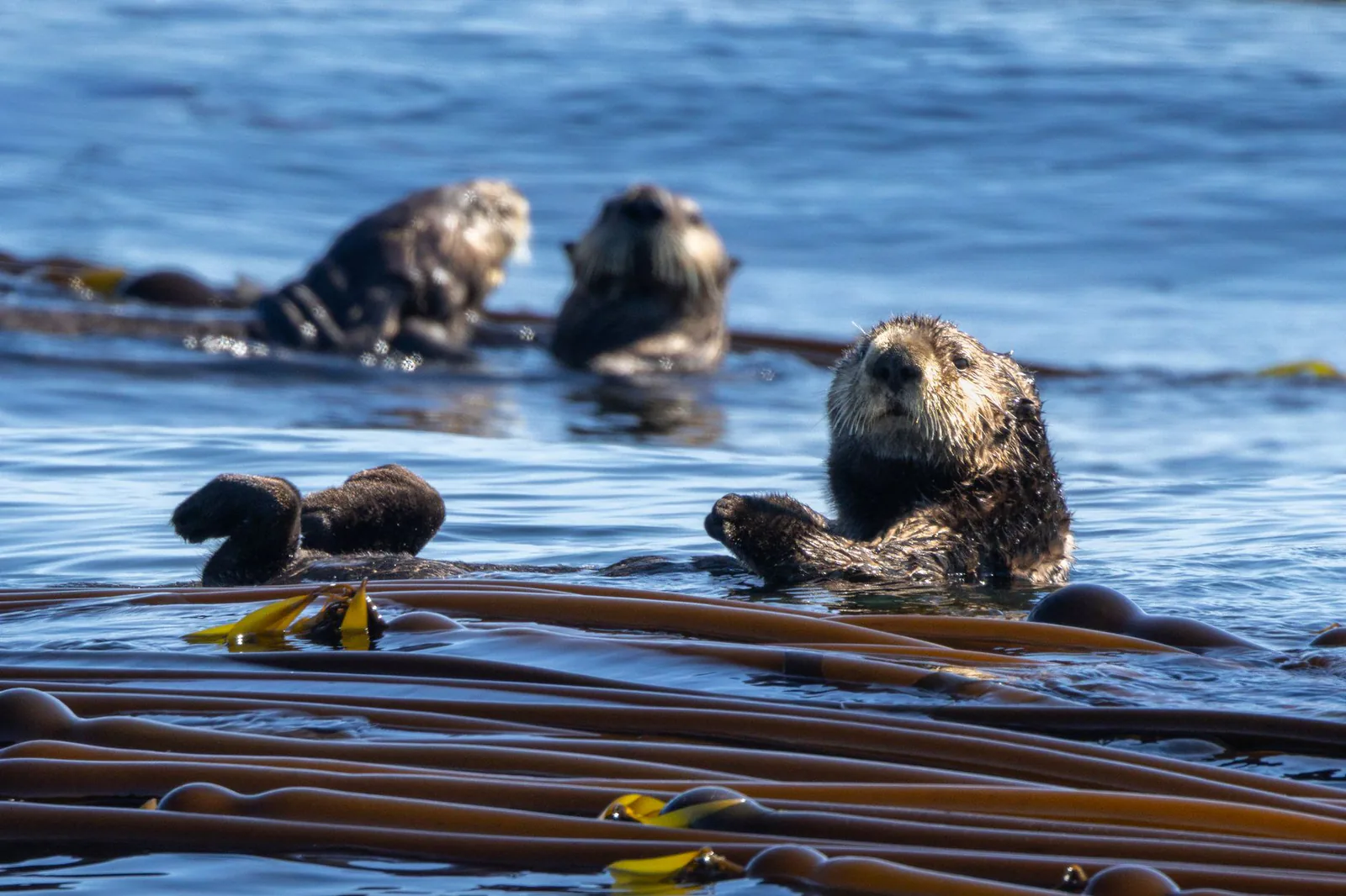 Sea otters in a sunlit kelp forest