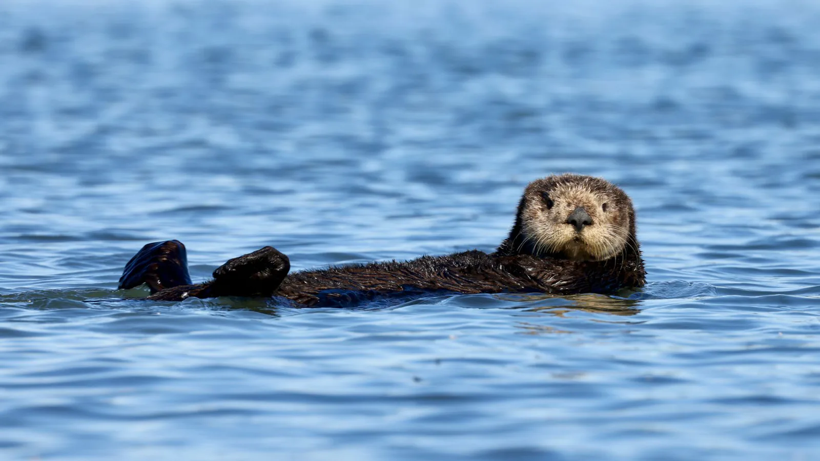 Sea otter floating on its back in calm blue water