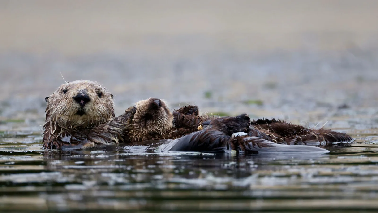 Sea otter relaxing in calm water